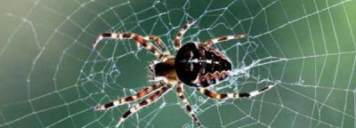 ​蜘蛛织网的原理,蜘蛛织网及捕食原理