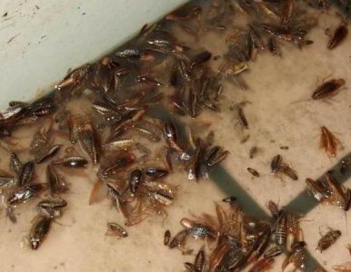 ​蟑螂死后还会繁衍,蟑螂在死之前会繁殖很多小蟑螂吗