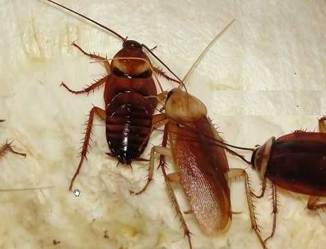蟑螂死后还会繁衍吗