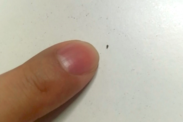 法布尔简介资料（被“嫌弃”的虫子的一生，有许多你不知道的故事）