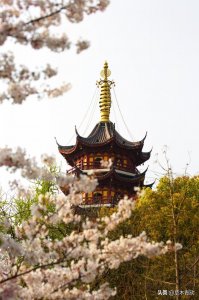 ​看樱花不得不去的地方-南京鸡鸣寺樱花大道