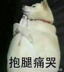 ​狗狗表情包精选：睡觉吧！狗命最重要