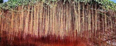​锦屏藤的养殖方法和注意事项