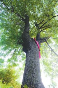 ​千年古酸枣树堪称活文物 当地最为沧桑的“老居民”