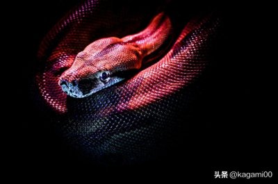 ​2米长大蛇现身工地，四川消防捕蛇达人上线！