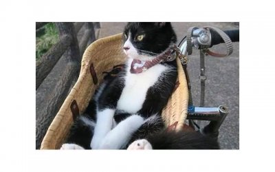 ​金器怎么保养 保养金器的五种方法