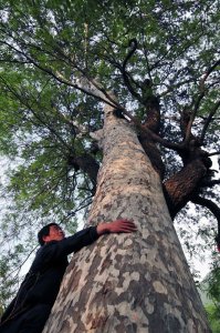 ​白皮松是一种什么样的树种？