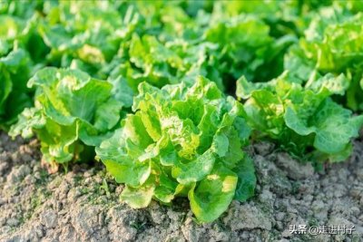 ​一年四季各适合种植的蔬菜，详细全面，赶紧收藏