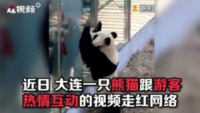 ​大熊猫热情跟游客击掌互动 网友评价：努力营业尽量照顾到每个粉丝
