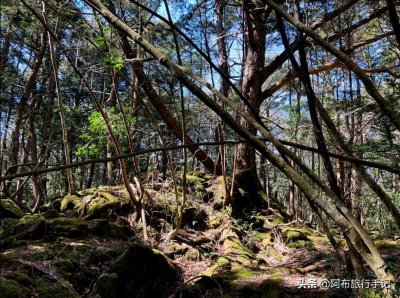 ​实探日本“自杀名所”青木原树海，没传闻那么玄，遇见人才可怕