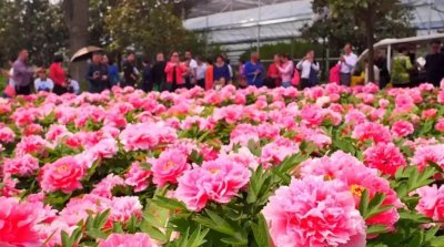 ​超全！2019牡丹文化节，你想知道的都在这儿