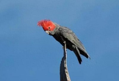 ​战斗力秒杀5只老母鸡：战斗型鹦鹉——红冠凤头鹦鹉