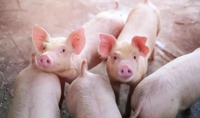 ​农村兴起新型养猪模式，养猪“不再”亏钱，还解决了食品安全问题