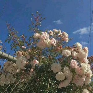 ​甜宠文《唯独对你野》