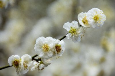 ​不为人知的咏梅诗词，第六首最美！