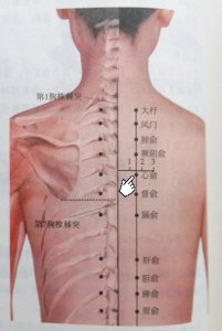 ​每日一穴——心俞穴