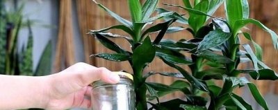 ​富贵竹可以土养吗