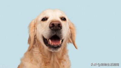 ​狗狗的寿命之谜：陪伴我们的时光究竟能有多久？