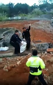 ​福建农民修祖坟，竟挖出3条2米长蟒蛇！蟒蛇为何出没在坟墓里？