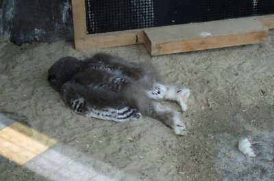 ​18个“小猫头鹰睡姿”萌出新高度，睡到“头也不见”太猎奇