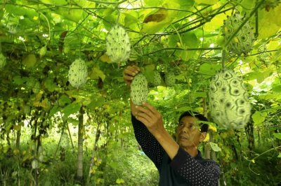 ​助农！长在南安高山里的“海参果”，您能帮忙“带”走吗