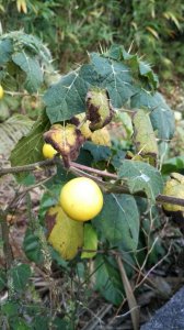 ​黄果茄是一种什么样的植物？