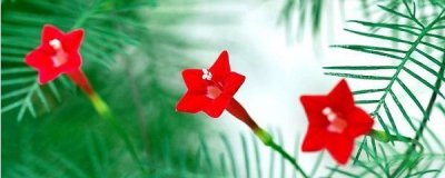 ​五角星花怎么养