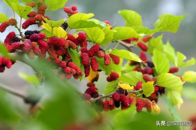 ​在家自己种就能水果自由的果桑来啦，5个品种，一次入全