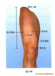 ​足阳明胃经经穴——伏兔穴