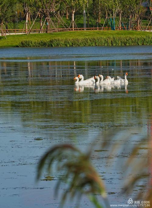 4.八一湖周围景色优美,湖边绿树环绕,湖面碧波荡漾;