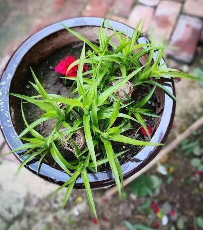 “龙须兰”长不好？狠心全“切”了，10天喂次“它”，狂窜小绿芽