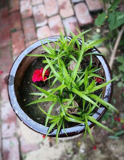 “龙须兰”长不好？狠心全“切”了，10天喂次“它”，狂窜小绿芽