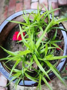 ​“龙须兰”长不好？狠心全“切”了，10天喂次“它”，狂窜小绿芽