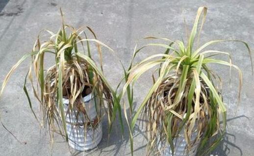 “龙须兰”长不好？狠心全“切”了，10天喂次“它”，狂窜小绿芽
