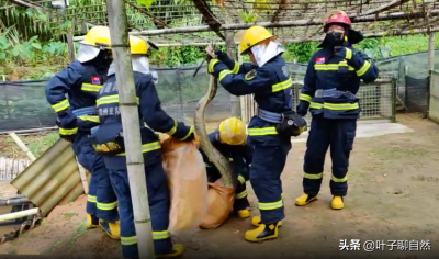 ​福建3米蟒蛇偷吃鸭子，是一级保护动物，被攻击怎么办？