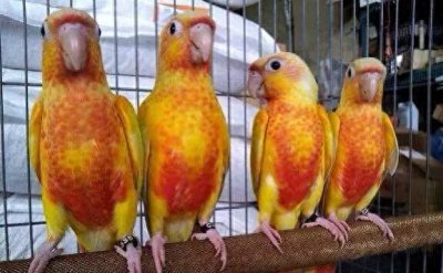 ​19年3月份鹦鹉价格：小太阳鹦鹉为何跌至，只要200元就能带回家~