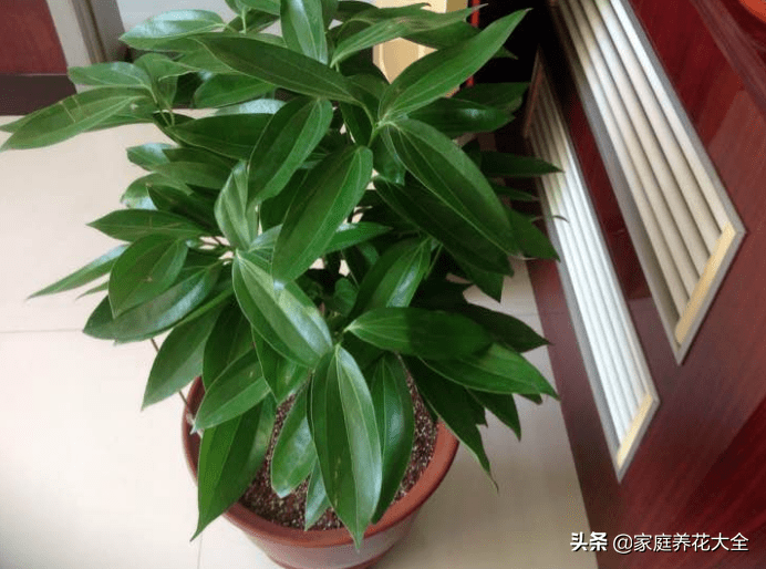 平安树干枯还能救活吗(平安树怎么救活)