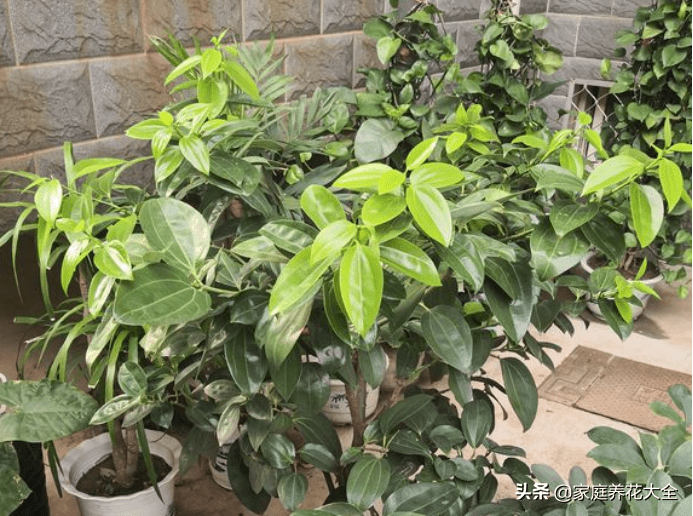 平安树干枯还能救活吗(平安树怎么救活)