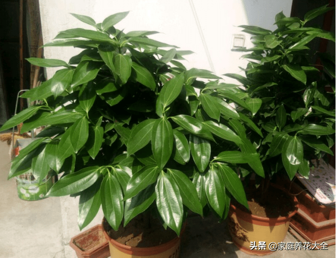 平安树干枯还能救活吗(平安树怎么救活)