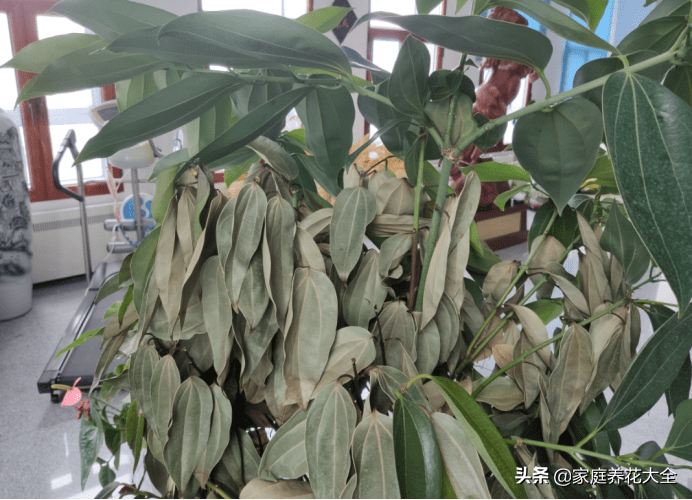 平安树干枯还能救活吗(平安树怎么救活)