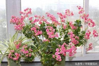 ​这“3种花”活得好的人都“喜欢”养，增福、旺人还招财，你有？