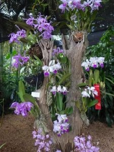 ​枯木逢春、铁树开花、66幅精美图片，带你尽览世界奇妙的每个角落