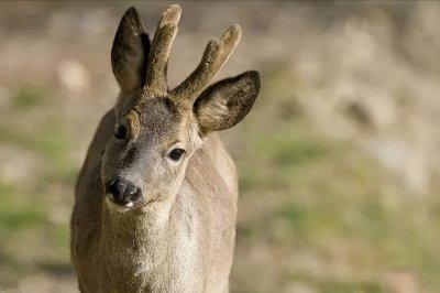 ​傻狍子到底有多傻？好奇心重、遇人不躲，为啥还没灭绝？