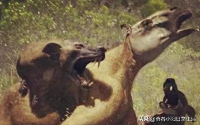 ​灭绝50万年的“驴头狼”，如今又在神农架现身，它在警示什么？