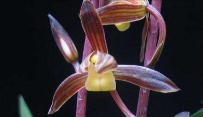 ​墨兰开花与寒兰一样，都是五瓣细窄，如何区分二者