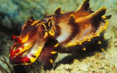 ​世界上唯一有剧毒的乌贼——火焰乌贼