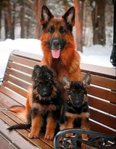 ​冷酷的外表，内心忠诚的伙伴“德国牧羊犬”