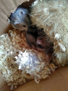 ​养仓鼠的注意事项20个，你知道吗？