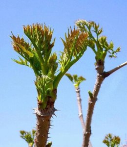 ​舌尖上的山珍——东北刺嫩芽
