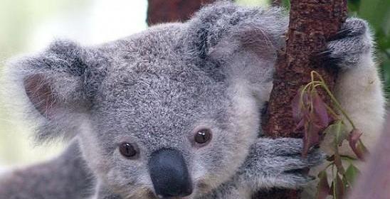 考拉海购第一站（考拉社区携手原产地）(4)